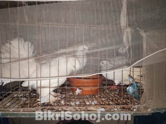 Pigeon